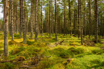 Schottischer Wald