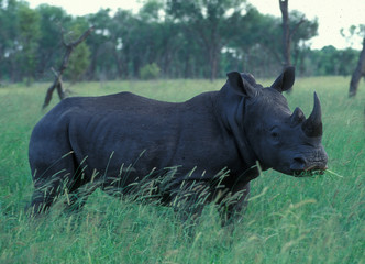 Botswana: Nashörner in der Wildnis. Rhinos in the wilderness