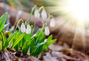 Beautiful snowdrops in sunny spring forest