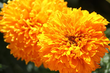 nature beauty animals flowers plants