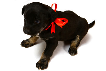 Cute puppy with a red ribbon on a white background