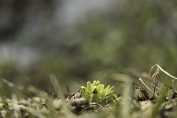 早春の里山　芽吹きのころ