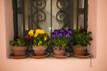 Fototapeta na wymiar Vasi di fiori con violette del pensiero