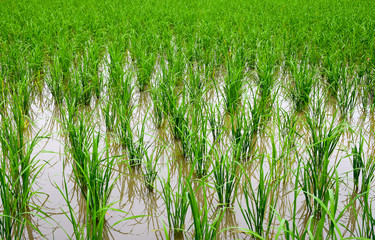 View of Young rice sprout ready to growing in the rice field
