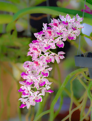 Blossom orchid flowers (Rhynchostylis Coelestis) © phongphiphat