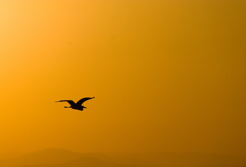 Flying bird