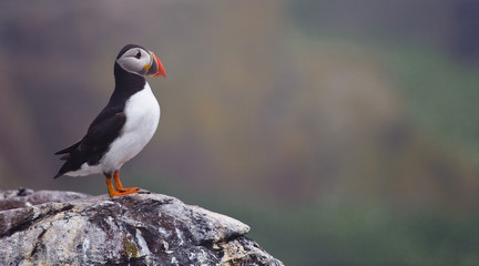 Puffin