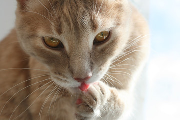 Очаровательный рыжий кот моет лапку языком