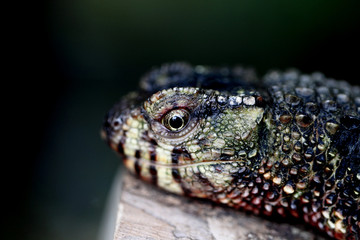 チュウゴクワニトカゲ