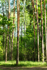 Obraz premium Pine Trunks in a Forest