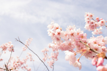 ハツミヨザクラ①