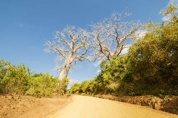 Fototapeta na wymiar Baobab tree on a dirt road in Africa at sunset