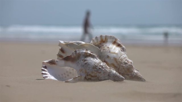 High quality video of shells on the beach in real 1080p slow motion 250fps