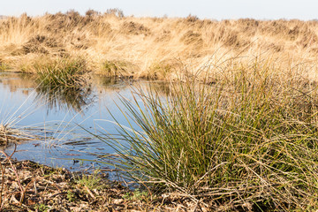 Pflanzen im Recker Moor