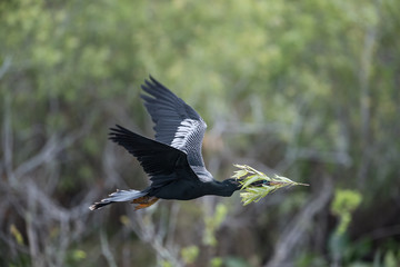 Anhinga in flight.