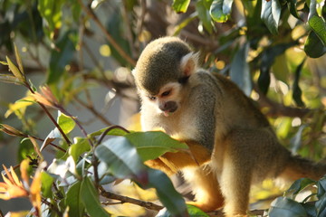 コモンリスザル