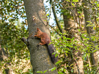 Squirrel creeps up on tree. Moscow, Russia.
