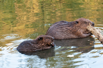 Two beavers sit in water in profile behind snag. Moscow, Russia.

