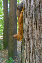 Squirrel creeps down on pine tree
