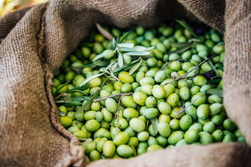 Olives harvest