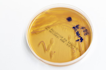 Bacteria in the culture medium
