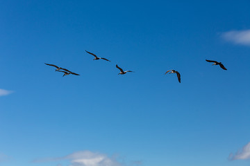 Six Pelicans in Flight