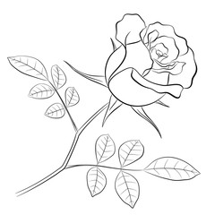 черный контур цветка розы со стеблем и двумя листьями, на белом фоне для раскрашивания