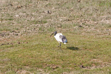 African Sacred Ibis (Threskiornis aethiopicus) walks on sunny grass meadow. Ngorongoro Crater, Tanzania, East Africa.
