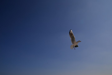 かもめ