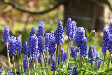 muscari