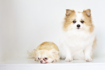 beautiful and lovely dogs,white and brown furry Pomeranian sitting with small body brown chihuahua