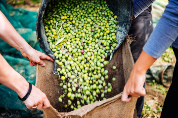 Olives harvest