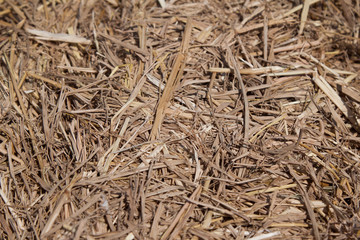 dry straw background texture.