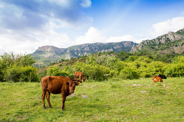 Fototapeta na wymiar grazing cows in mountain pasture