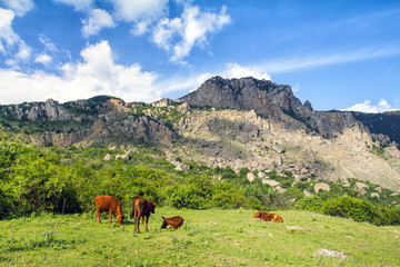 Mountains landscape with cows