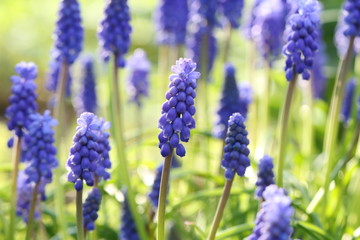 muscari