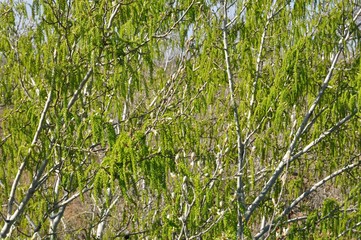 Hojas de árbol en primavera