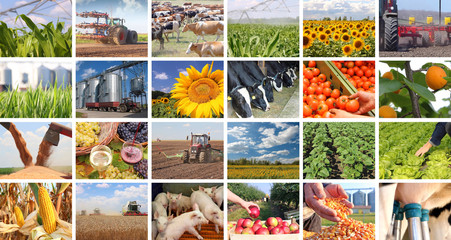 Agriculture - food production, corn, irrigation, lettuce, sunflower, silo, harvest wheat, tractor, apple, milking, dairy farm, apricot, grape and wine, tomato, pig, piglet, cow in collage