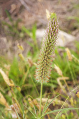 Narrow crimson clover