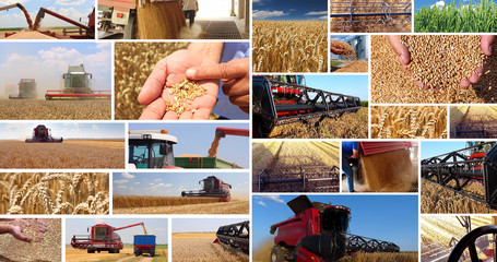 Fototapeta na wymiar Production of wheat, collage. Combine harvesting, wheat grain after good harvest, transport and storage in silos