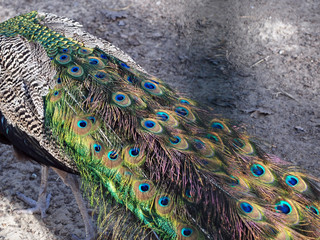 Obraz premium Peacock male. Tail close up
