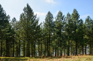 Pine forest on a sunny day