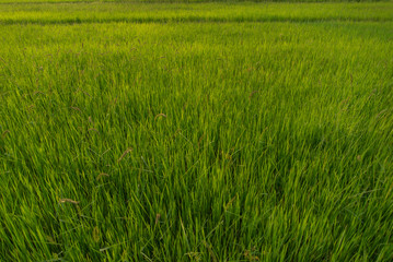 rice in the farm, rice background