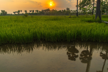 rice in the farm, rice background