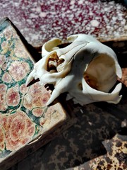 Antique Old BOOKS and Vintage CAT SKULL, Leather-Bound and Marbled Paper Book 