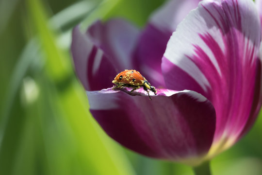Pollen covered ladybug walking on the edge of tulip flower - Powered by Adobe