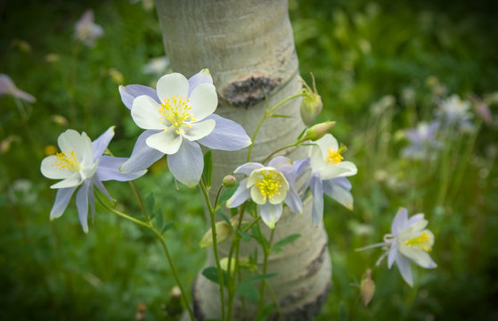 Columbines and Aspen