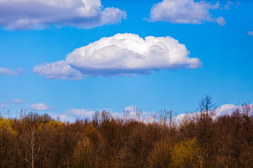 Obraz premium a fluffy cloud above the trees
