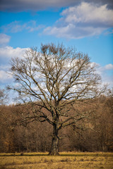 beautiful big trees in early spring
