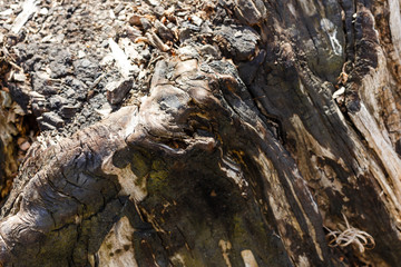 the charred end of a tree stump